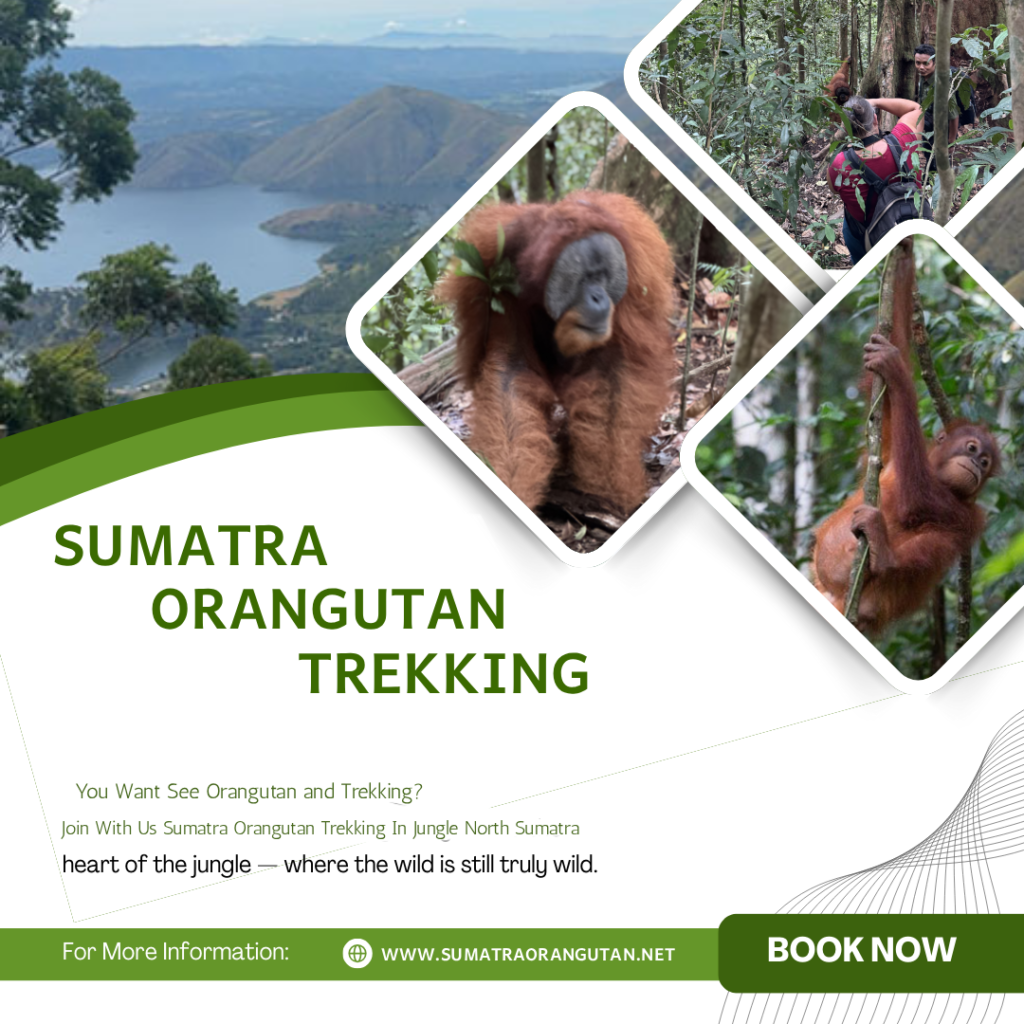 Sumatra Orangutan Trekking